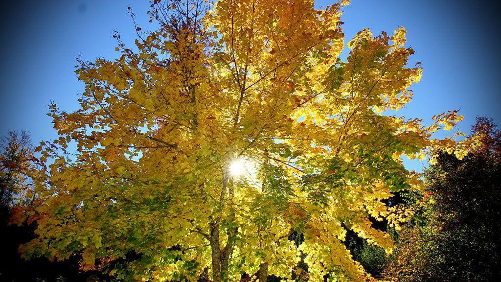 Goldener Herbst in Goldegg