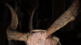 Mehr Pics vom Krampuslauf Oberndorf