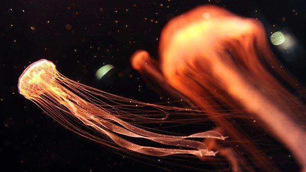 Viele Quallenarten können für den Menschen unangenehm sein