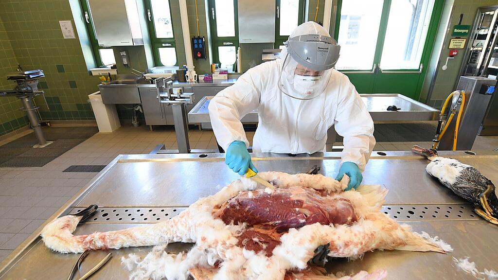 Probenentnahme aus einem toten Schwan aufgenommen am Dienstag im AGES-Institut in Mödling.