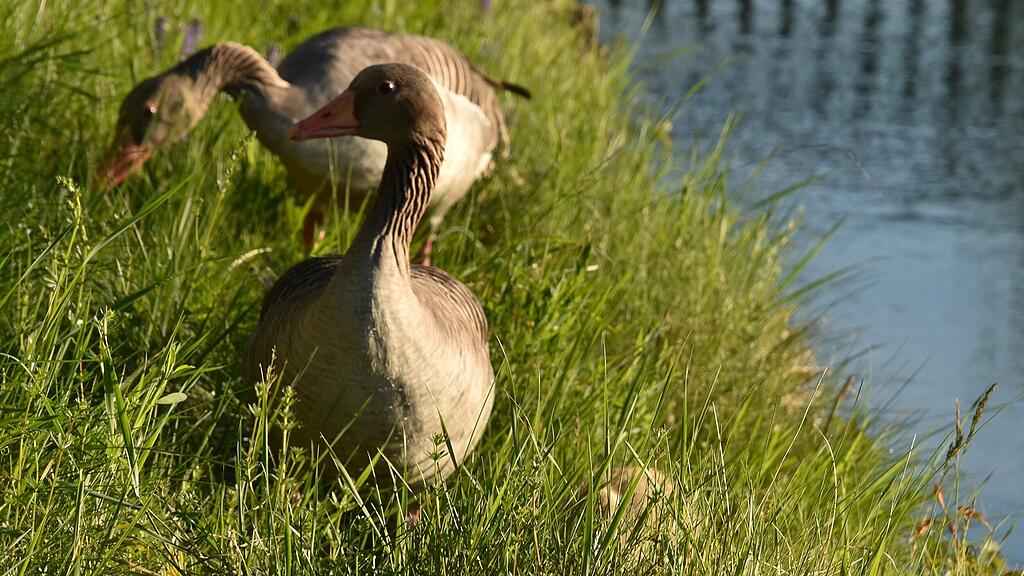 Enten Leopoldskron