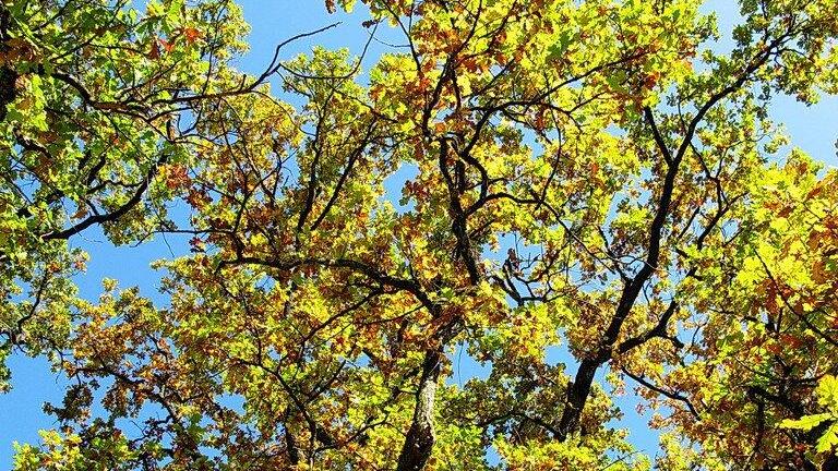 Herbstbilder aus Hellbrunn