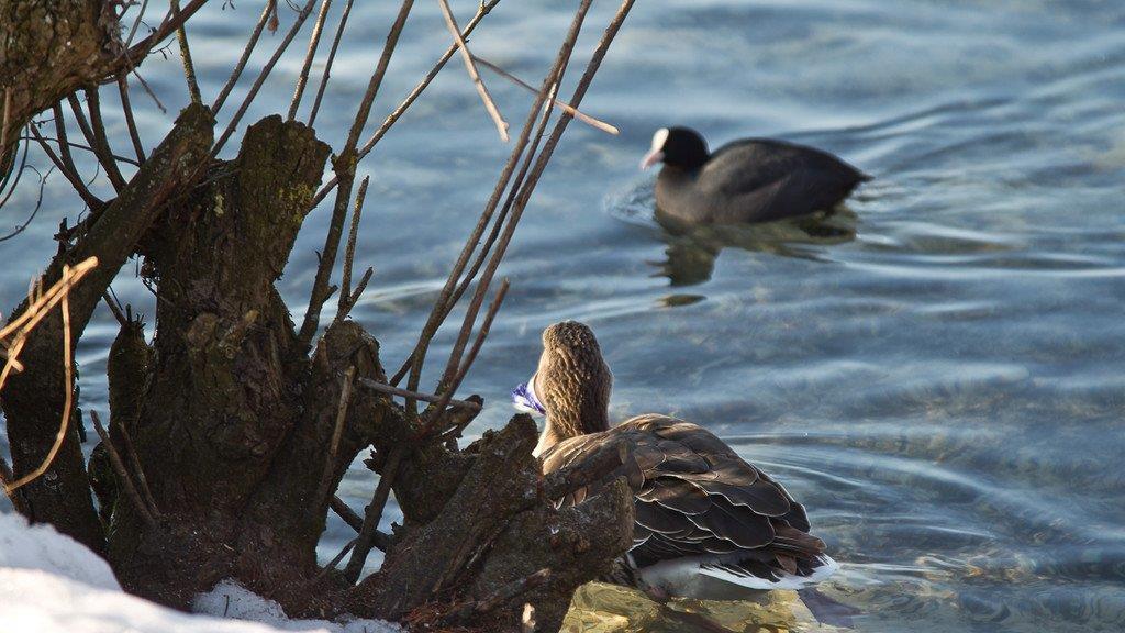 Leopoldskroner Weiher: Gans quält sich mit Getränkedose