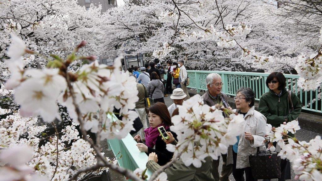 Kirschbäume in Japan in voller Pracht