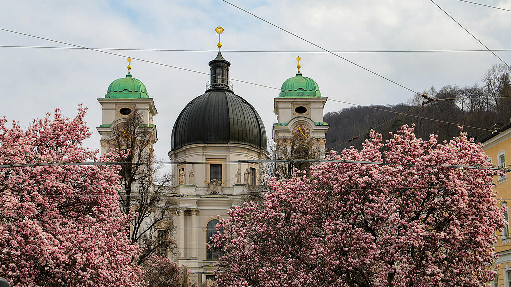 Magnolienbäume am Makartplatz