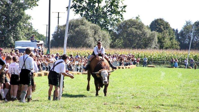 Ochsenrennen in Surheim