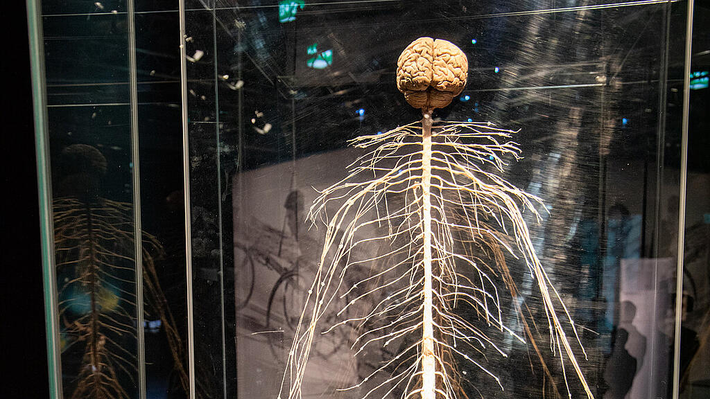 Ausstellung K\u00f6rperwelten Salzburg II