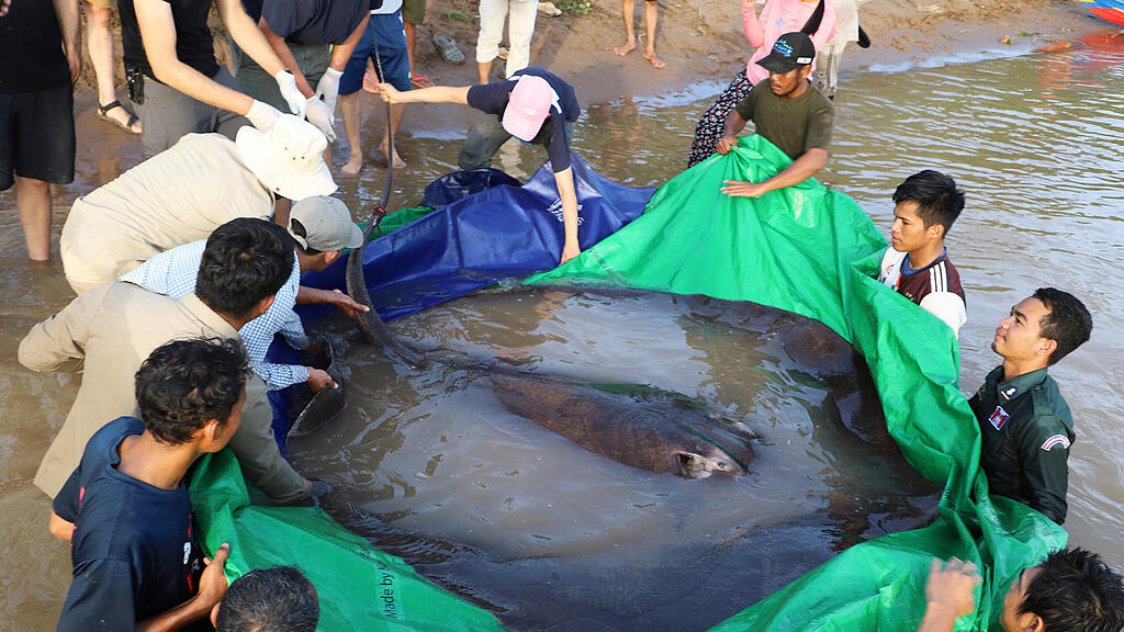 Größter Süßwasserfisch der Welt
