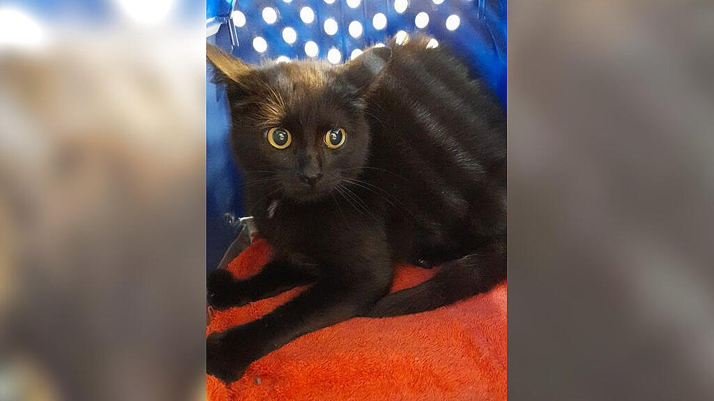 Verletzte Katze Pfotenhilfe