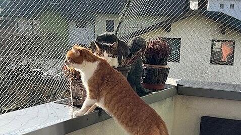 Weltkatzentag 2024