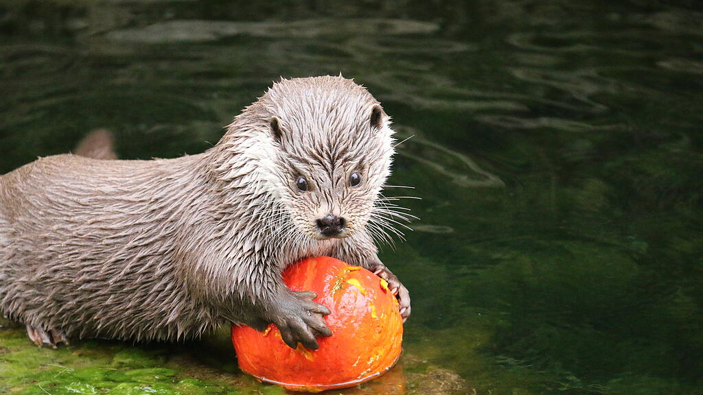 Kürbis Ahoi im Zoo Salzburg