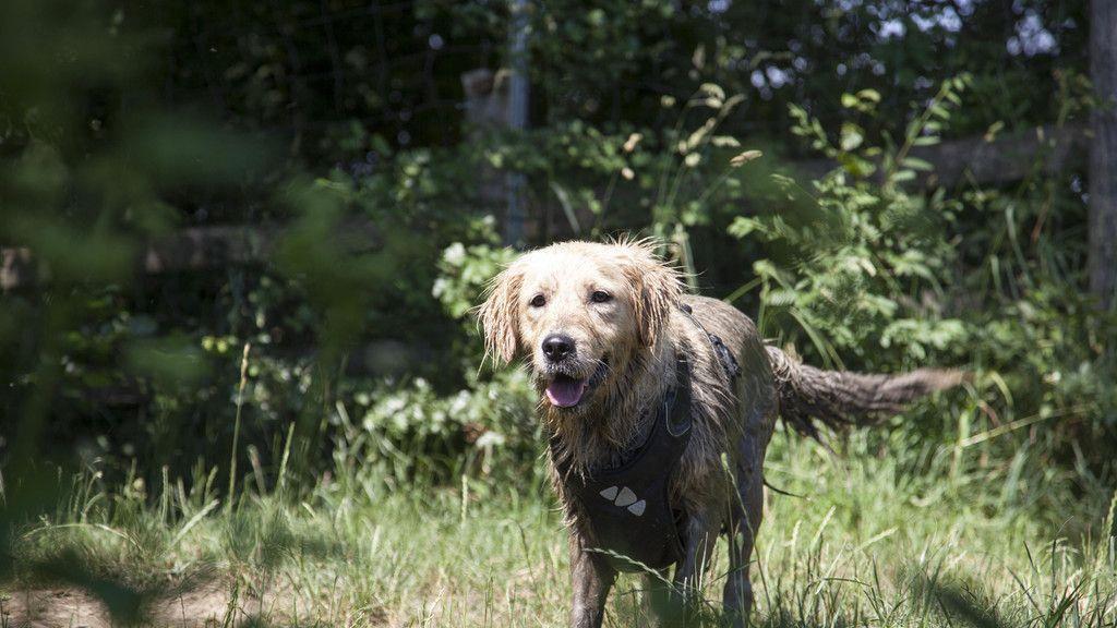 Neues Zuhause für Hunde in Lochen