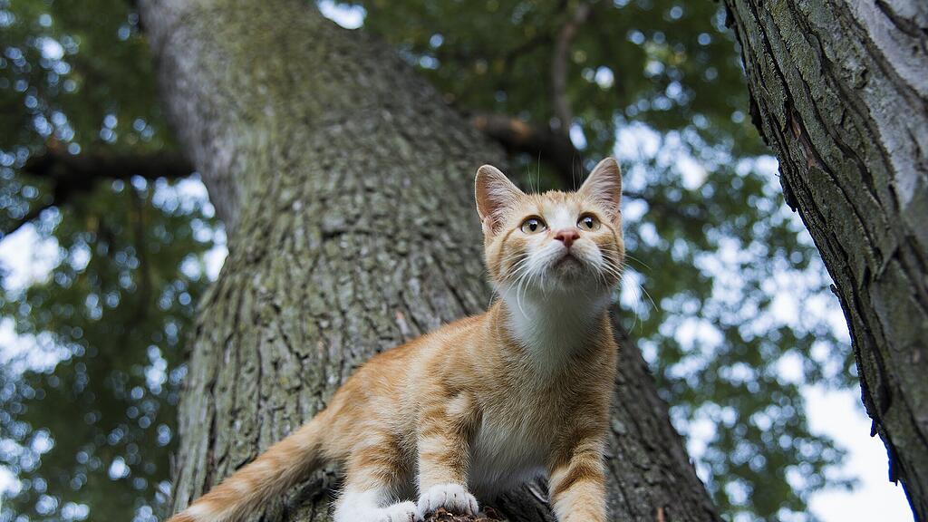 Katze, Samtpfote, Tiere, Sb