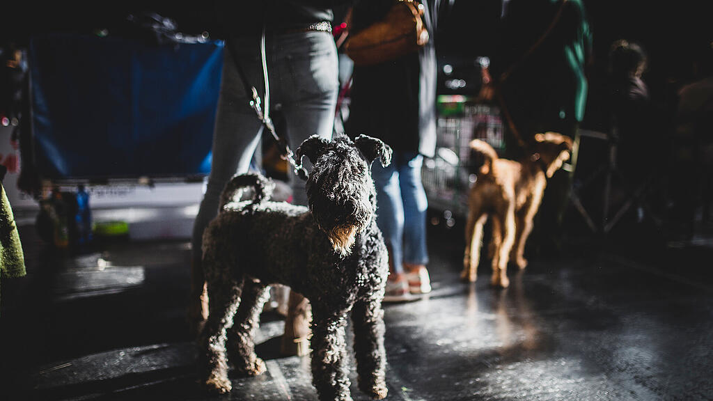 Rassehunde Ausstellung