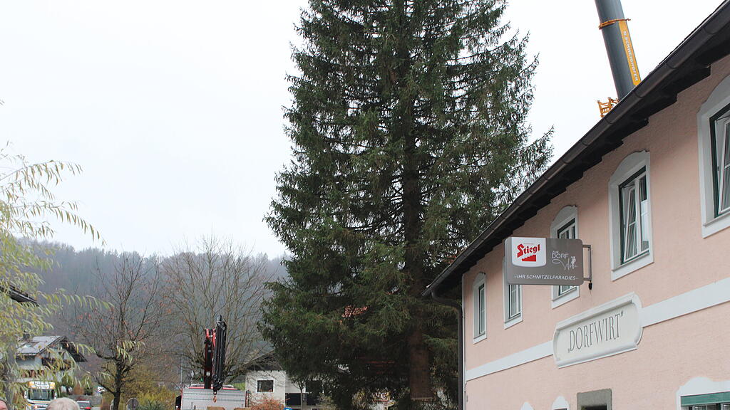 Christbaumernte
