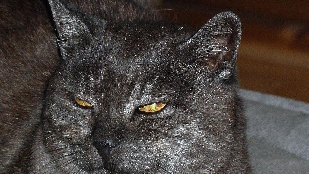 Weltkatzentag 2025