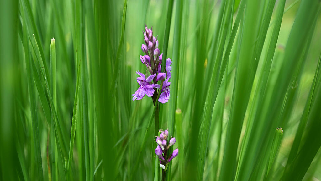 natur.jpg