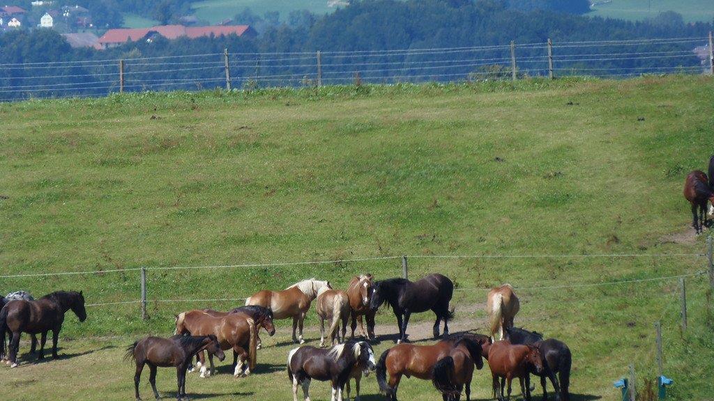 Impressionen der Tiere