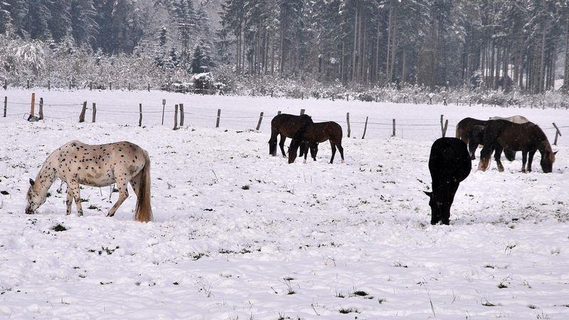 Winter in Grödig
