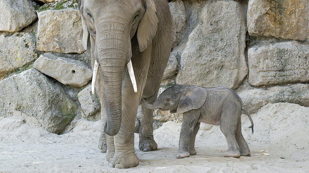 Elefant Schönbrunn