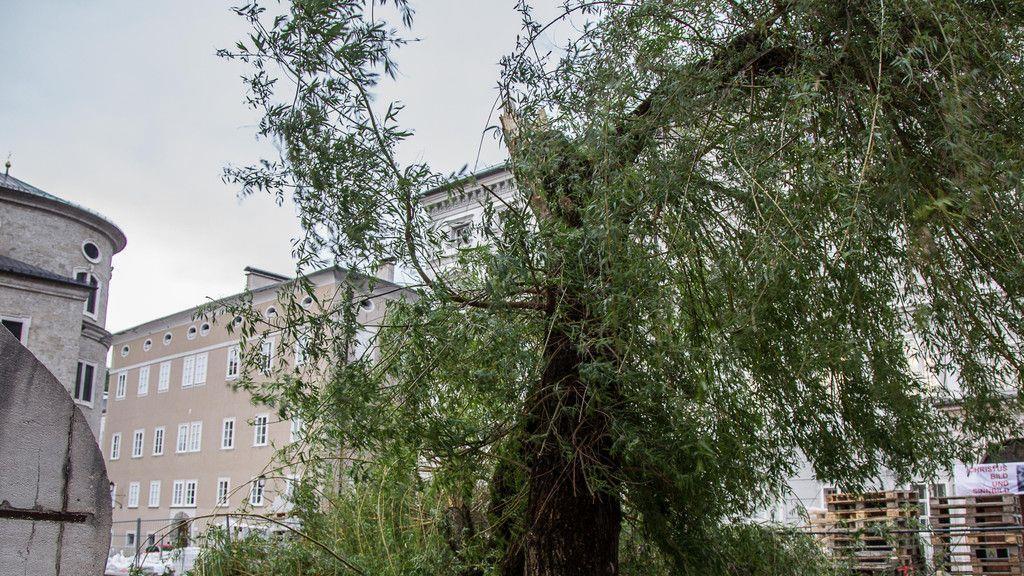 Sturm knickt Baum bei Kapitelschwemme