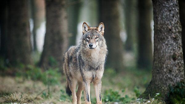 Entlaufener Wolf soll eingefangen werden
