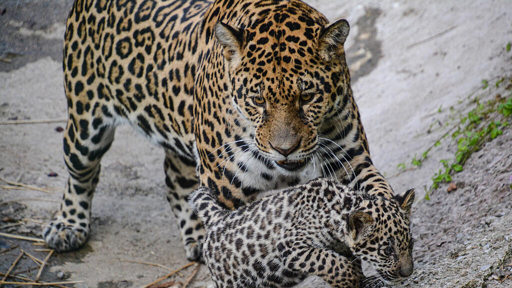 Jaguar-Baby wählt seinen Namen
