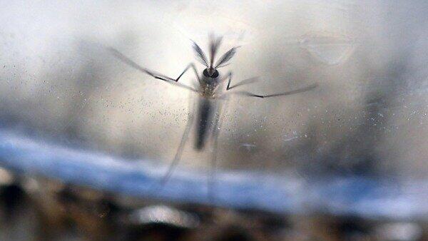 Übertragen wird das Virus von Stechmücken