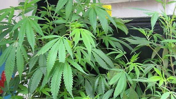 Der 53-Jährige züchtete an die 40 Cannabispflanzen in seinem Haus.