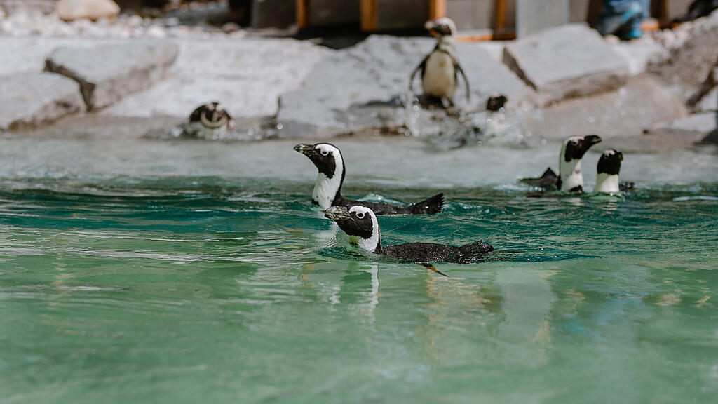 Zoo Salzburg, Brillenpinguin, Pinguin
