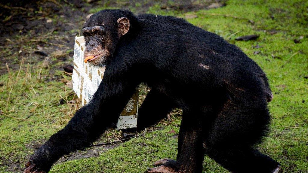 Tierbilder der Woche KW 52