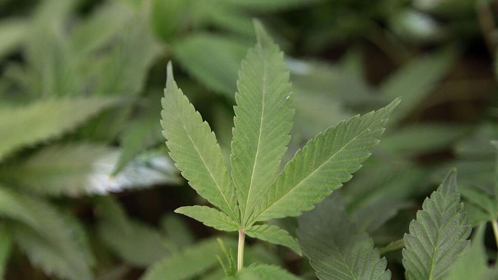 30 Kilo Cannabis haben die 51-Jährige und ihre Tochter erzeugt und verkauft.