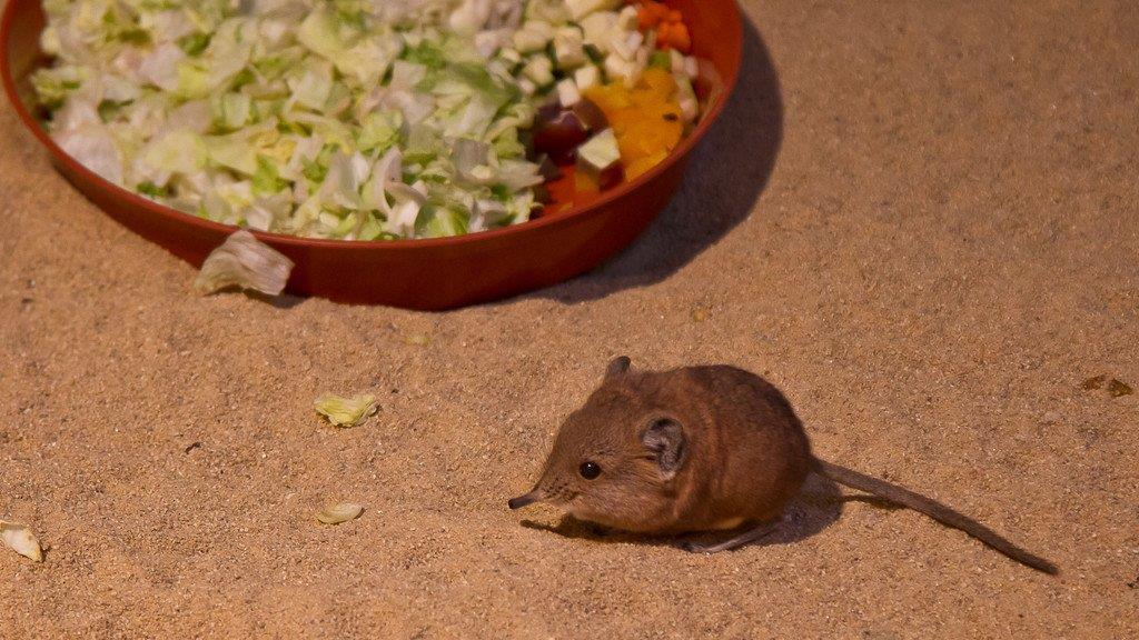 Frühlingserwachen im Salzburger Zoo