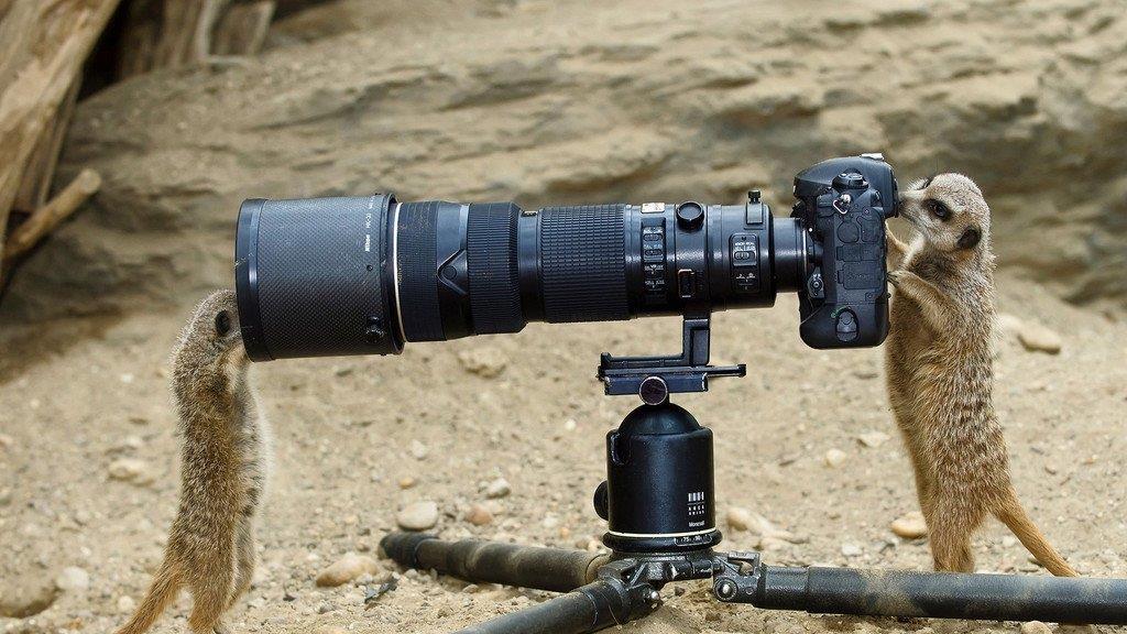 Die Tierbilder der Woche