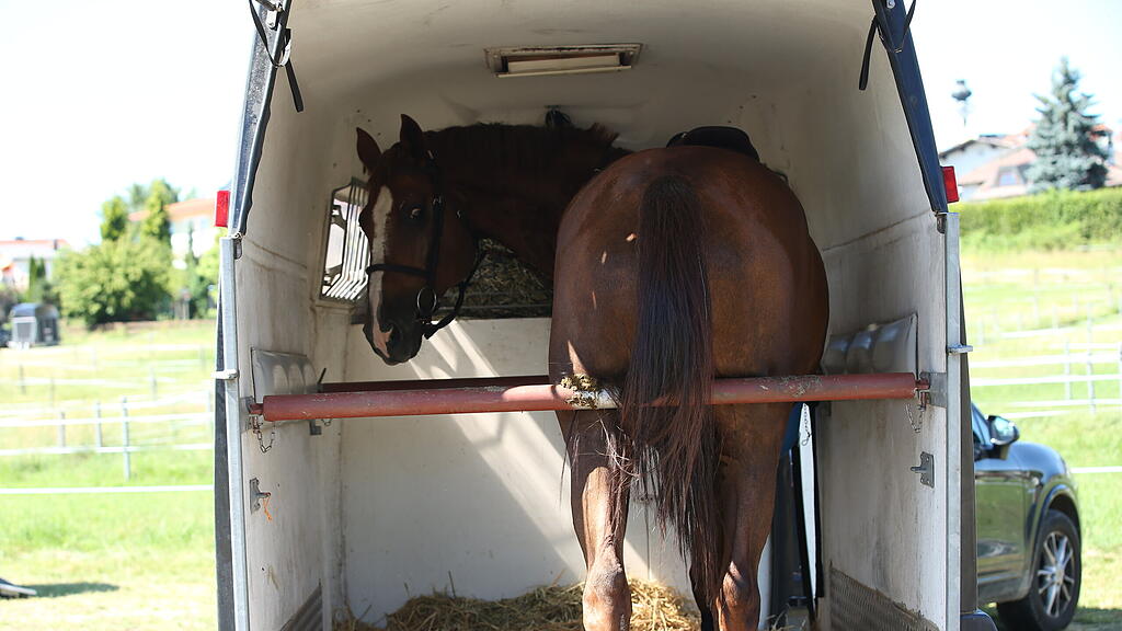 Landesmeisterschaft Springreiten 2022 Elixhausen