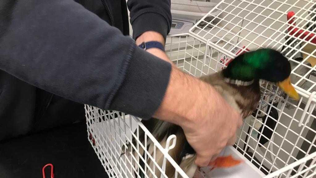 Entenquäler in der Stadt Salzburg