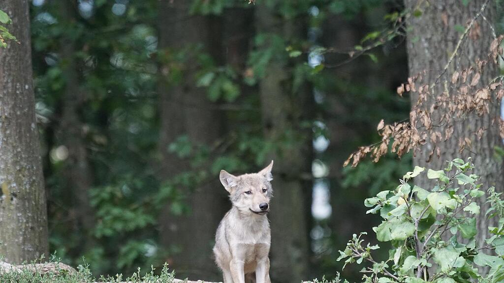 symb_wolf; symb_welpen