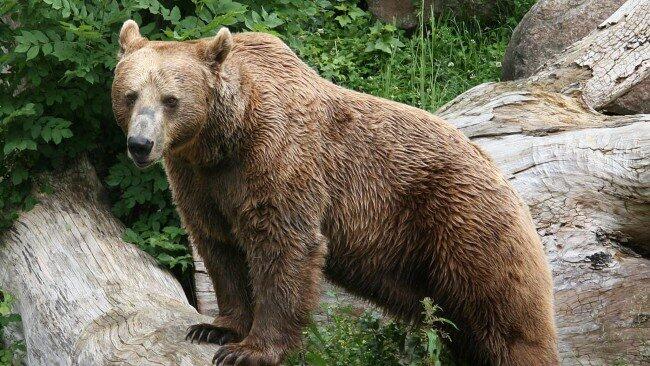 Ein Braunbär wurde in Villach gesichtet. (Symbolbild)