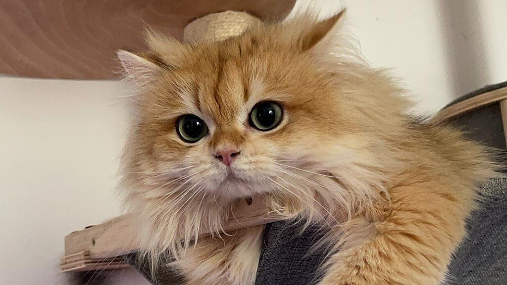 Weltkatzentag 2024