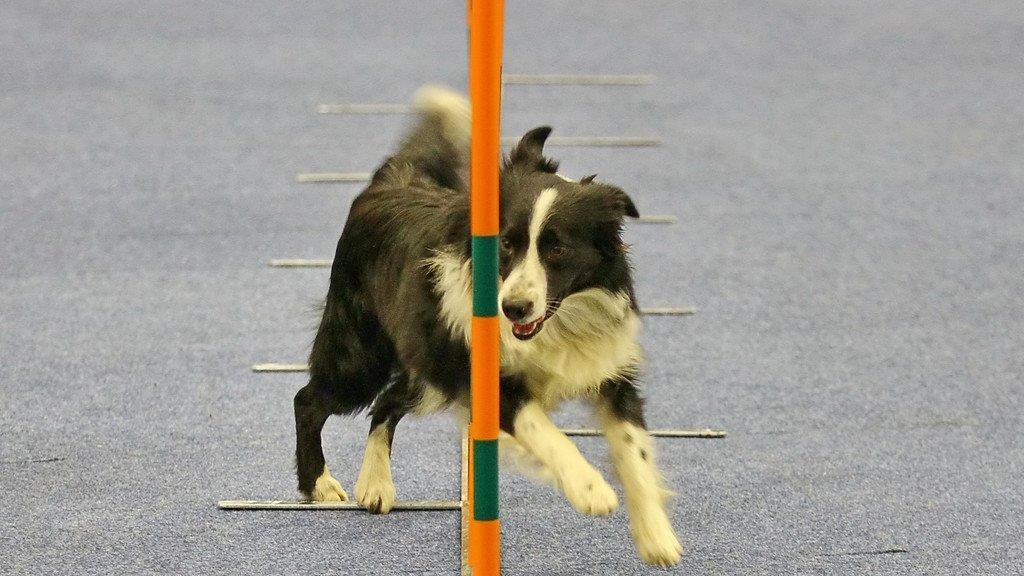 Festival der Hunde im Messezentrum Salzburg
