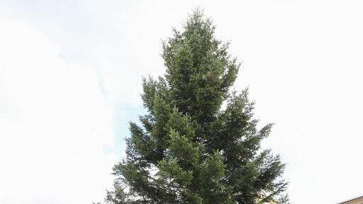 Christbaum am Residenzplatz II