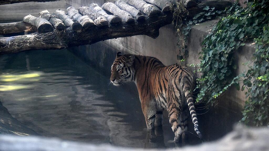 Tiger, SB
