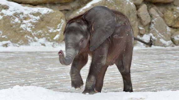 Iqhwa spielt im Schnee.