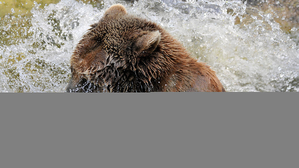 Bär, Tier, SB