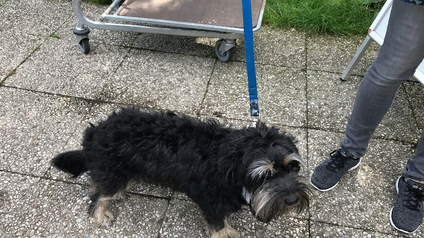 Ausgesetzter Hund Pasching