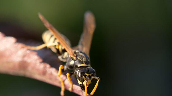 Für Allergiker ist ein Wespenstich gefährlich. (Archivbild)