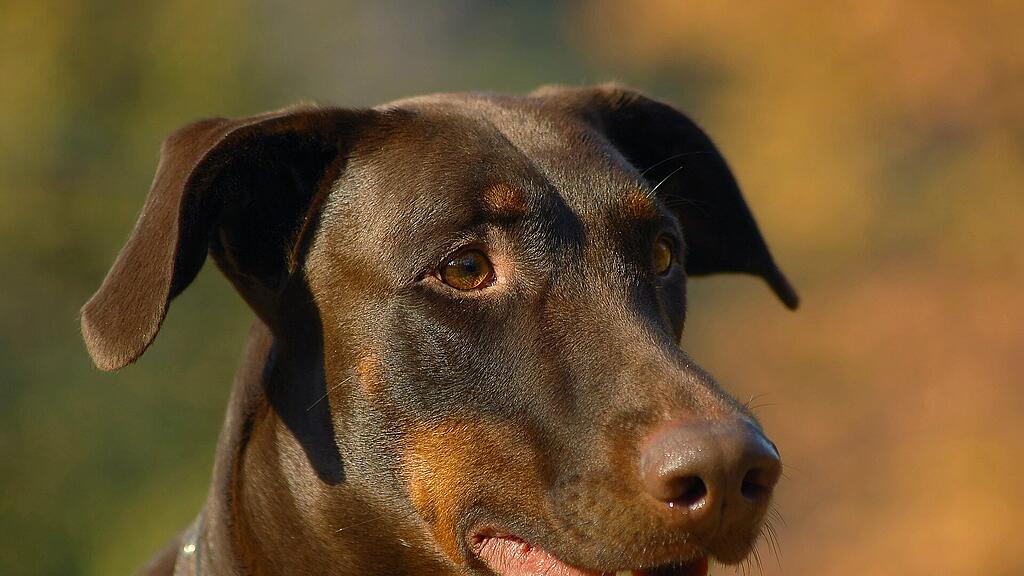 Dobermann, Hund, SB