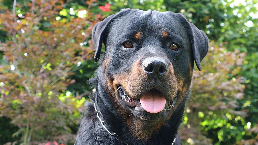 Rottweiler, SB