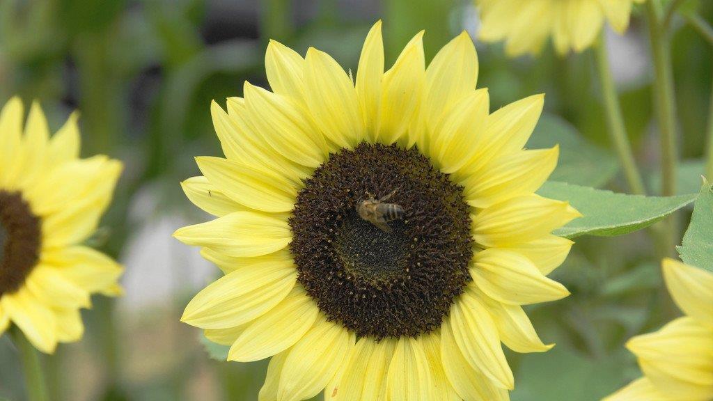 Spätsommer-Impressionen 1