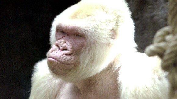 Schneeflöckchen / Copito de Nieve: Einziger Albino-Gorilla der Welt